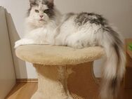 Superliebe Maine Coon Kastratin sucht neues Zuhause - Freital