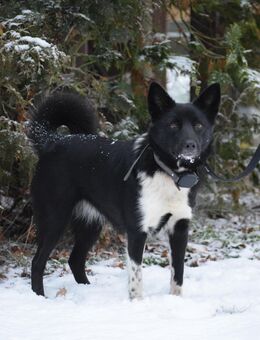 Ich bin es Hope ! Warum sieht mich keiner !!!! Bin ca 9 Monate und warte geduldig auf meine zukünftige Familie - Hohe Börde