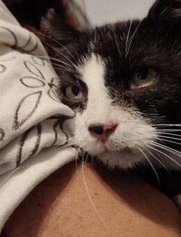 Pieknis - benötigt unterstützung für - Hochheim (Main)