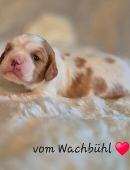 Cavalier King Charles Spaniel Welpen aus seriöser Zucht - Bad Wurzach