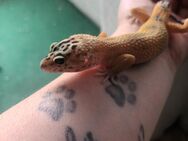 Leopardgecko Bock fast 1 Jahr - Berlin