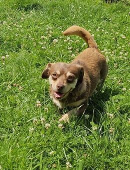 Charmante kleine Sissi sucht Familie - Leonberg (Baden-Württemberg)