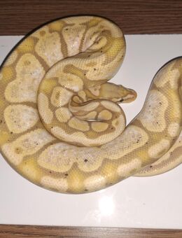 1.0 Banna Lesser Pastel - Mülheim (Ruhr)