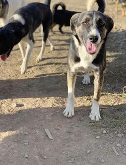 Lixa sucht ihr Traumzuhause - Celle