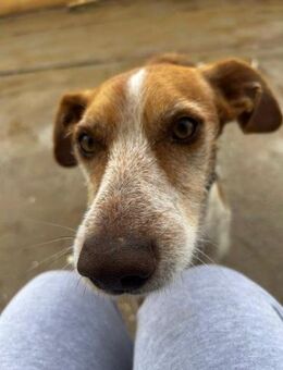 Jumper, anhänglicher Podenco - Geilenkirchen