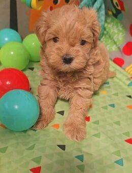 Süße Maltipoo Welpen mit Papieren - Köln