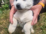 Reinrassige Siberian Husky Welpen - Herbrechtingen