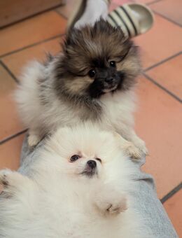 Pomeranian Welpe weiblich weiß - Meßkirch