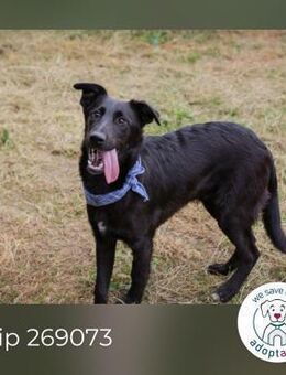 Chip 269073: Hundekind sucht ein Zuhause - Kirchzell