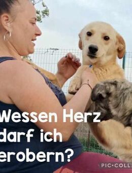 Akino sucht liebe Menschen - Neuhausen (Fildern)