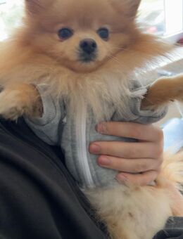 Pomeranian Zwergspitz - Mülheim (Ruhr)