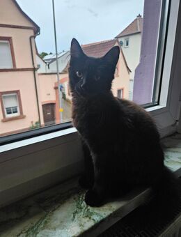 Katzenkind Kater - Schwegenheim