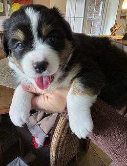 Australian Shepherd Welpen - Hamminkeln