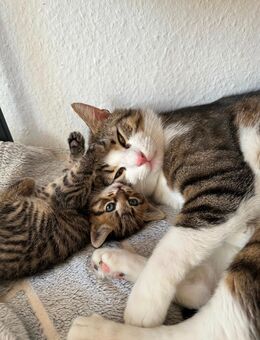 Bkh Kitten ab 7.7.25 abgabebereit - Darmstadt Bessungen
