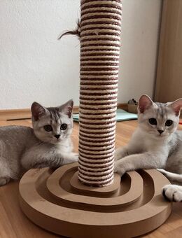 BKH Kitten mit 2 Impfungen für 500 Euro - Traunreut