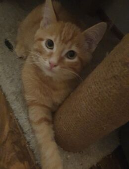 Liebevoller Kater (5 Monate) sucht ein warmes Zuhause ❤️ - Großrosseln