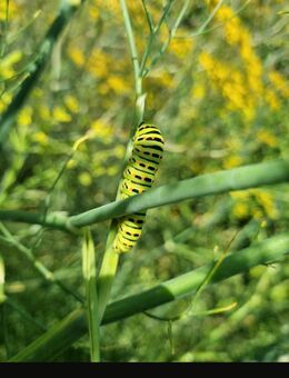 Gewürz- Fenchel (Foeniculum vulgare) - Horgenzell