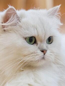 🐾 Liebevolle Perser oder BLH/BKH Katze/Kater gesucht – ruhig, verschmust & gern kastriert 🐾 - Iserlohn