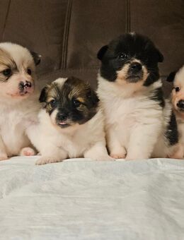 Welpe Spitz Mittelspitz Hündin Rüde - Klein Belitz