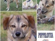 PIPPILOTTA * treues Seelchen an Deiner S - Duisburg
