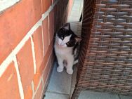 Katzen kitten mix kitten BKH - Haßbergen