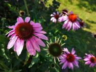 Roter Sonnenhut Samen rot Echinacea Pflanze winterharte Blumen Sonnenhutsamen Saatgut viele rot rosa Blüten Bienenmagnet für Garten und wildflower Balkon Geschenk flower present SWR Treffpunkt - Pfedelbach