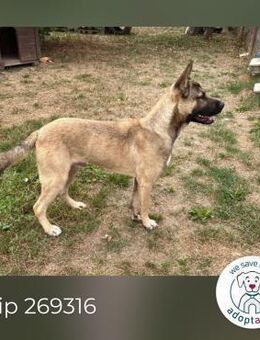 Chip 269316: Verspielter Akita Mix - Kirchzell