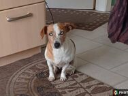 Molly, zartes, schmusebedürftiges Hundemädchen sucht ihre Familie - Rheda-Wiedenbrück