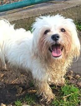 Charmanter Pako sucht euch - Olsberg