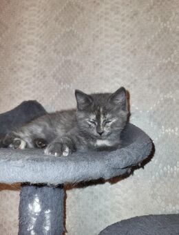 Katzen Babys Perser Mix - Melbeck