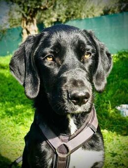 Morana- Sanfte Seelenhündin sucht.... - Tornesch