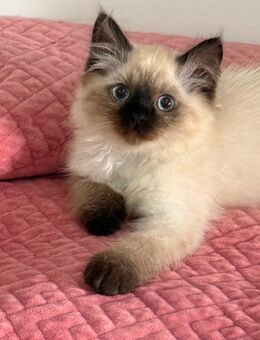 Ragdoll/ sibirische Waldkatze/ heilige Birma mix Kätzchen - Plochingen Zentrum