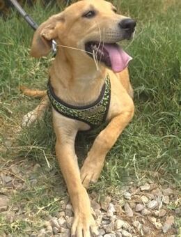 🧡 Fröhlicher Junghun Ziko sucht dich 🐶 - Eislingen (Fils)