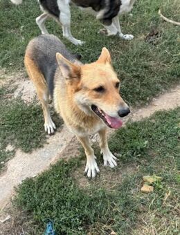 Fenja - wo sind die Schäferhundfreunde - Großefehn