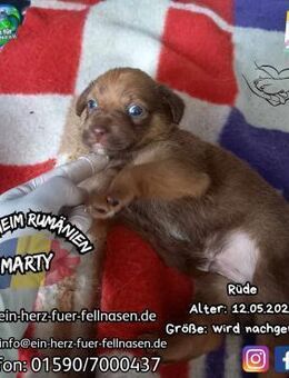 MARTY-lernt gerade das Leben zu lieben - Waakirchen