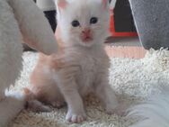 Maine Coob Katerchen in red silver mit Stammbaum - Murrhardt