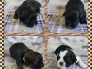 ShihTzu Welpen - Lengerich (Nordrhein-Westfalen)