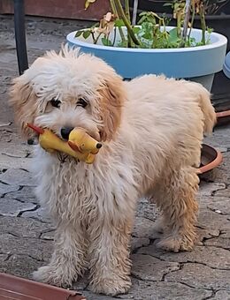 Hübsches Mini- Medium Goldendoodle Mädchen - Seesen
