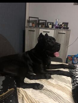 Cane Corso Rüde - Essen