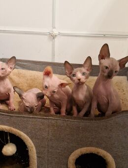 Canadian sphynx kitten - Schloß Holte-Stukenbrock