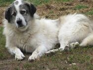 Meggy - die Unerwünschte 🐾 - Elsdorf (Nordrhein-Westfalen)