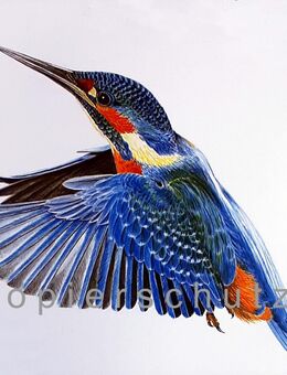Rarität Aquarell Naturmotiv Eisvogel gelungener Kunstdruck Reproduktion - Lüneburg