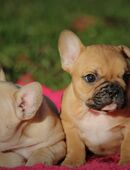 Französische bulldogge welpen in 07607