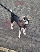 Bruno sucht ein liebevolles Zuhause in 66111