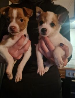 Jack Russell/ chihuahua welpen - Jemgum