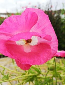 Echter rosa Schlafmohn Samen Mohnsamen lila Mohnblume Saat rosa Mohnwiese Bienenweide Saatgut Mohn Schlafmohnsamen flower seeds samen garden heimisches Saatgut Geschenk flower present Saat SWR Vatertag Ostern Geschenk Idee - Pfedelbach