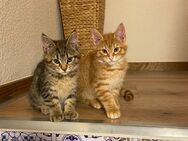 2 Maine Coon Mix Kitten - Meschede (Kreis- und Hochschulstadt)