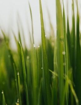 biete zur Probe Gerstengrassaft an - Berlin Reinickendorf