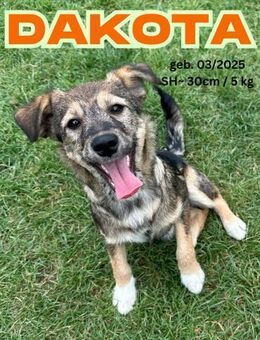 Dakota - unser Glückspfötchen - Rinteln