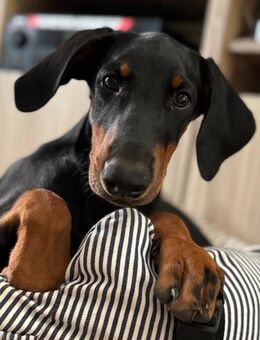 Dobermann-Welpen - Waiblingen